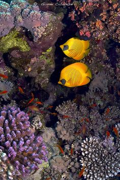 two yellow fish swimming in the water near some corals and other sea life,