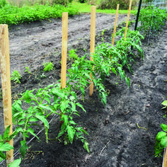 the garden is ready to be planted and put into the ground for growing tomatoes or other vegetables