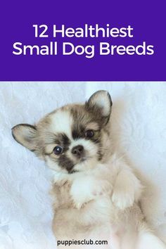 a small dog sitting on top of a white blanket with the title 12 healthiest small dog breeds