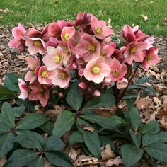 pink flowers are blooming in the middle of leaves and mulch on the ground