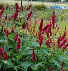 some red flowers are growing in the grass