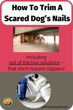 a poster with the words how to trim a scared dog's nails on it