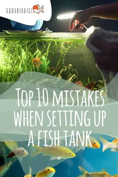 the top 10 things to do when setting up a fishtank in an aquarium