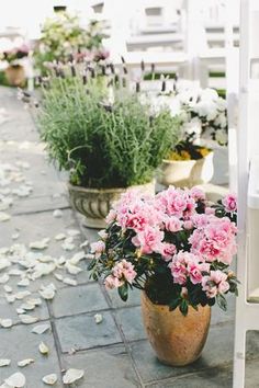 several potted flowers sitting on the ground in front of white chairs and petals scattered around them