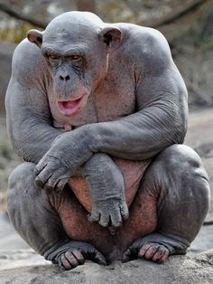 a monkey sitting on top of a rock with its arms crossed and his head turned to the side