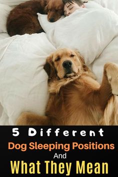 three dogs sleeping in bed with the caption 5 different dog sleeping positions and what they mean