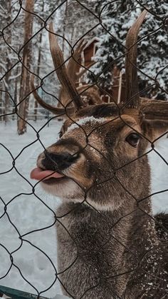 a deer sticking its tongue out behind a fence