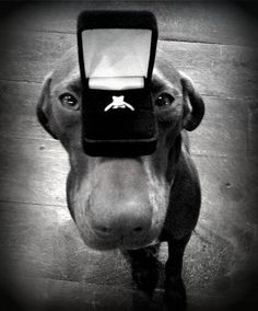 a dog with a ring on it's nose