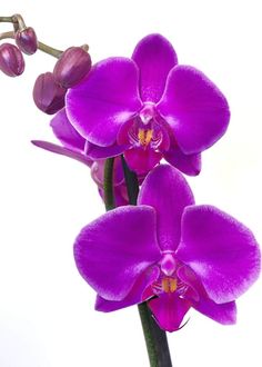 two purple orchids are shown against a white background