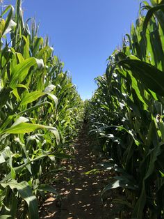 a corn field with lots of green plants