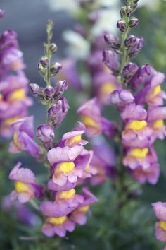 purple and yellow flowers are growing in the garden