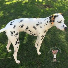 a dalmatian dog with black spots on it's face standing in the grass