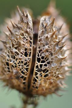 a close up view of some sort of plant with lots of dirt on it's petals