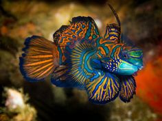 a blue and yellow fish with orange stripes on it's back end, swimming in the water