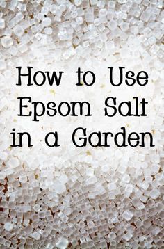 Epsom Salt For Plants, Epsom Salt Garden, Truck Garden, Gemüseanbau In Kübeln, Garden Remedies, Vegetable Garden Diy, Alpine Plants, Fertilizer For Plants, Garden Types