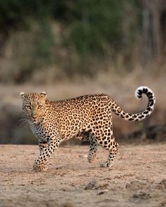 a leopard walking across a dirt field next to trees