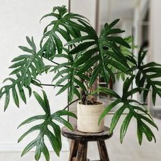 a potted plant sitting on top of a wooden stool