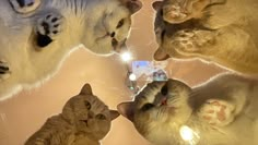 four cats are looking up at the camera with their eyes closed and one cat has its nose open