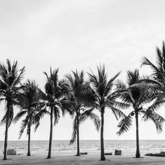 black and white photograph of palm trees on the beach