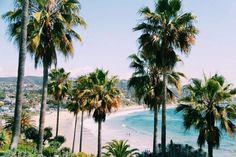 palm trees line the beach as people swim in the water