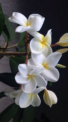 some white and yellow flowers on a branch