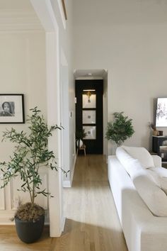 a living room filled with furniture and a potted plant on top of a hard wood floor