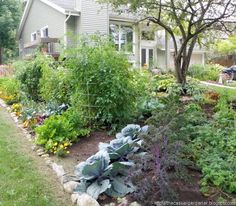 the garden is full of vegetables and plants