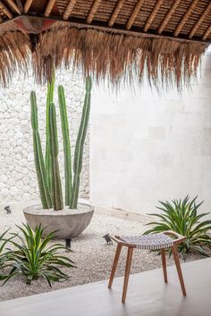 a large cactus in a pot next to some plants