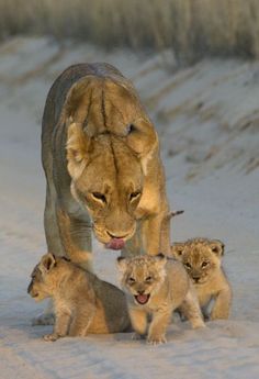 an adult lion walking with two cubs in the snow