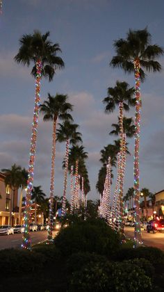 palm trees are lit up with christmas lights