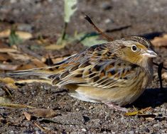 a brown and black bird sitting on the ground