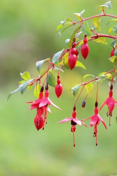 red flowers hanging from a tree with green leaves and grass in the backround