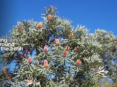 a tree with lots of flowers on it and the words spring around the bush above it