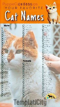 an orange and white cat is shown in the front cover of a manual for cats