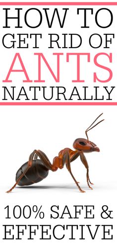 how to get rid of ants naturally with the help of an effective pest control system