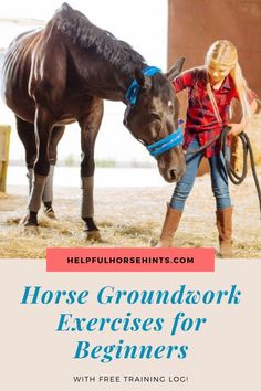 Horse Training Ground Work, Exercises For Beginners