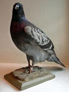 a pigeon sitting on top of a wooden block next to a white wall and floor