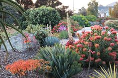 an assortment of colorful plants and flowers in a garden area with gravel, rocks and trees