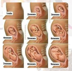 the stages of fetuses in an infant's stomach are shown with pictures of them