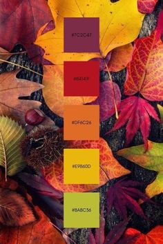 the colors of autumn leaves are shown in this image, and it looks like they have been