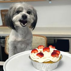 a small dog standing next to a cupcake on a table