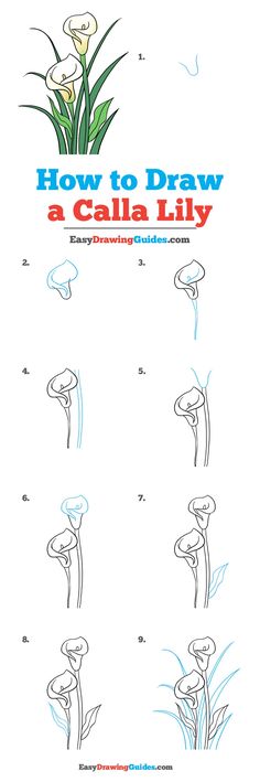 how to draw a calla lily step by step instructions for beginners and kids