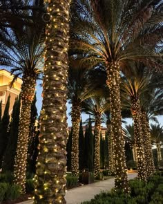 palm trees with lights on them in front of a building