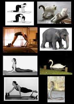 there are many pictures of people doing different things in the picture, including elephants and swans