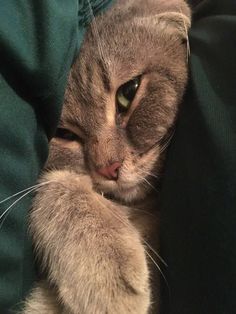 a close up of a cat laying on top of a person's lap with its paw hanging out