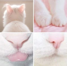 four different pictures of a cat's nose