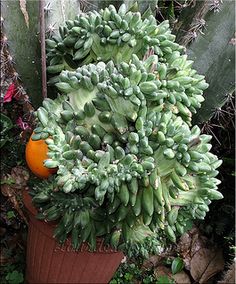 an orange sitting on top of a potted plant