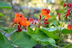 orange flowers with green leaves in the background