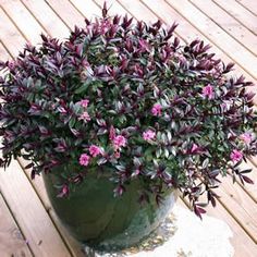 a potted plant sitting on top of a wooden deck