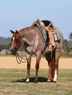 a brown horse standing on top of a lush green field